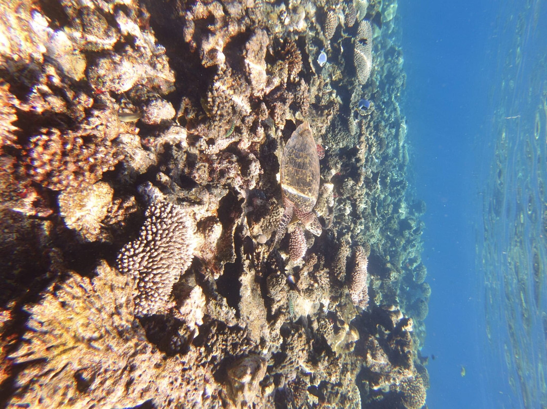 Deep Blue Divers-拉姆环礁必去景点