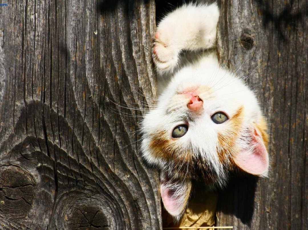 Gnesau酒店住宿-Bodnerhof