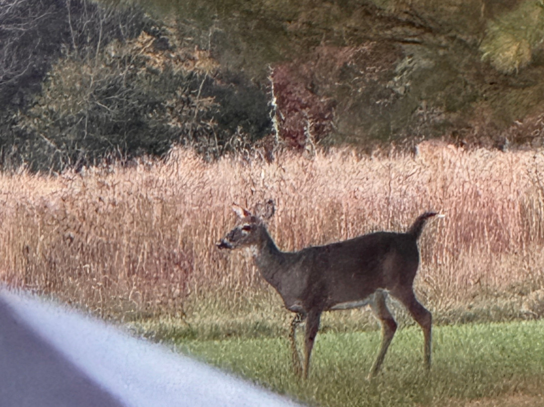 Fox Hill Bed & Breakfast Suites主图