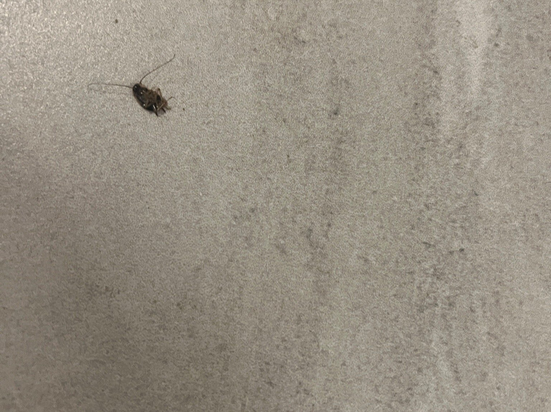 Holiday Inn Express & Suites Orange City - Deltona by IHG主图