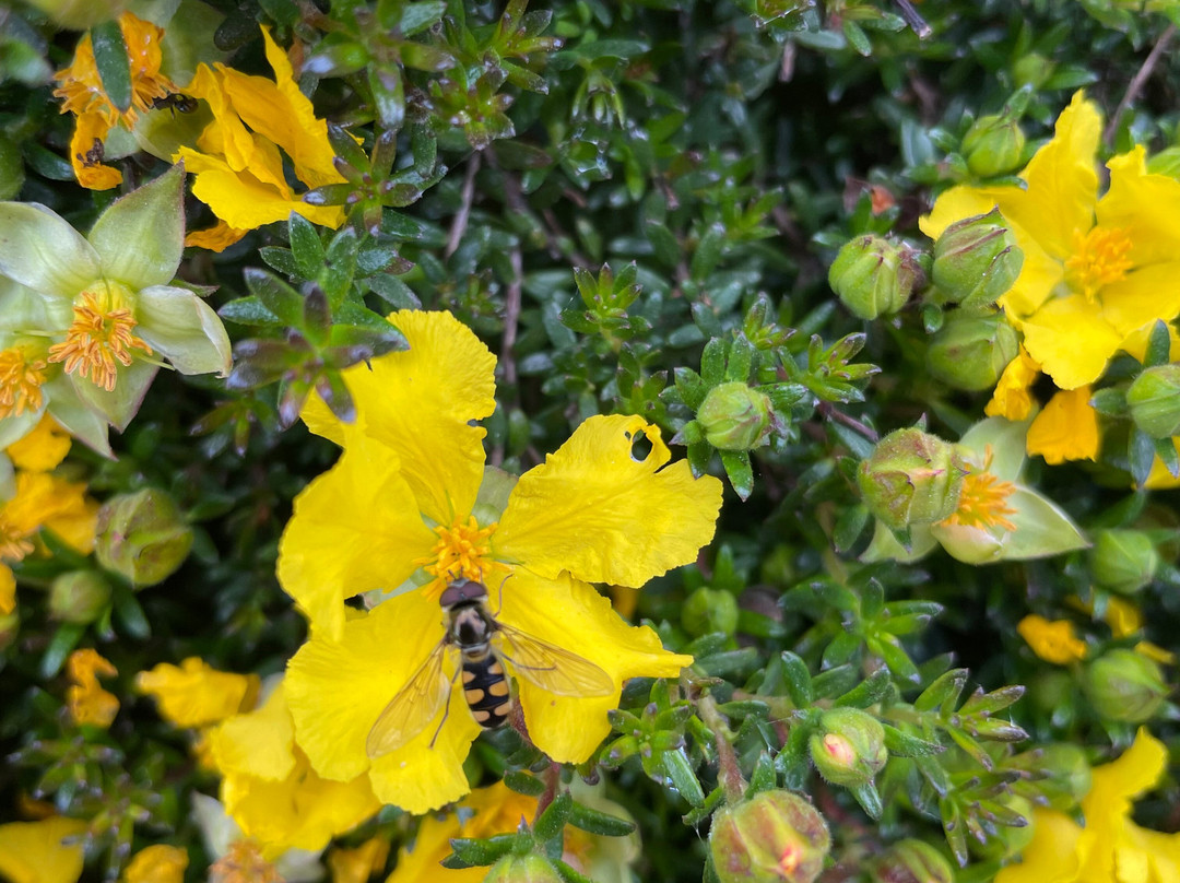 Kalorama War Memorial-Kalorama必去景点