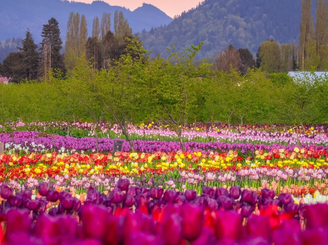 Tulip Valley Farms景点图片
