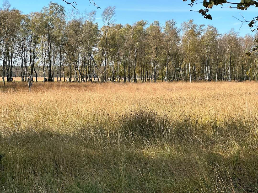 Pietzmoor景点图片