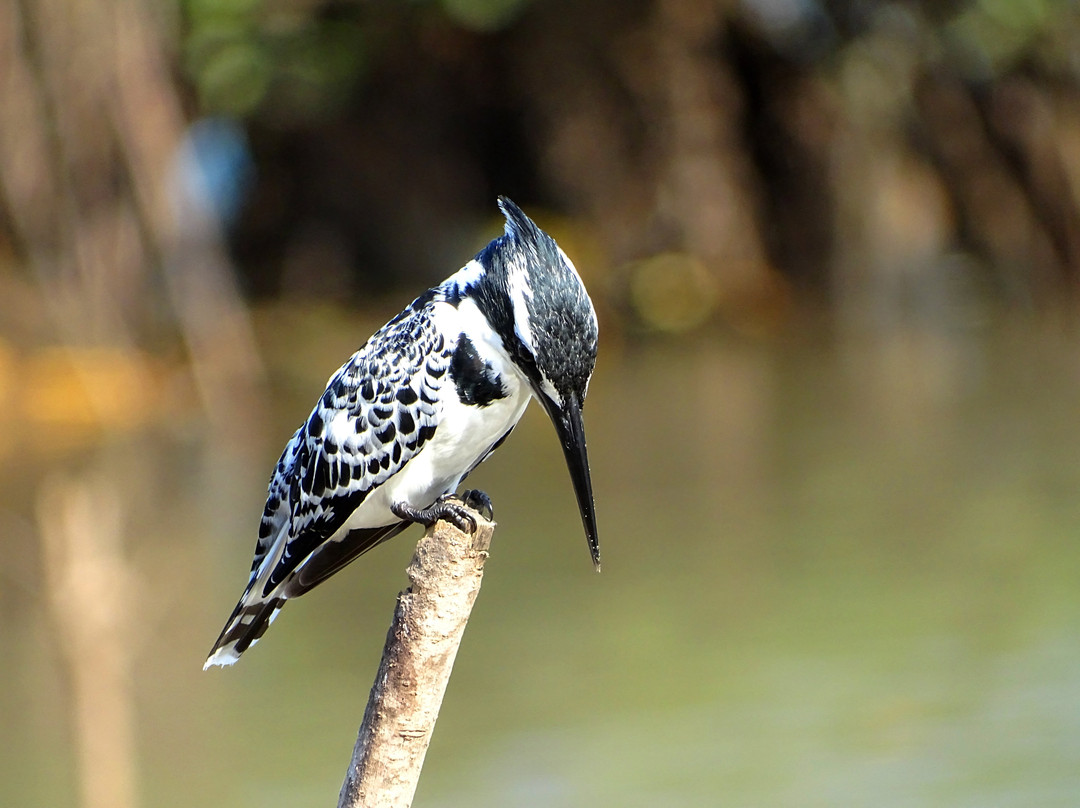 Gambia Birding Tours景点图片