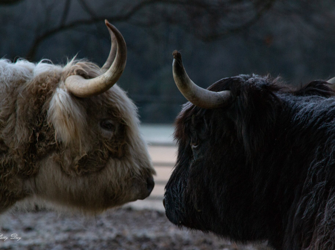 Mulberry Lavender Farm and B&B主图