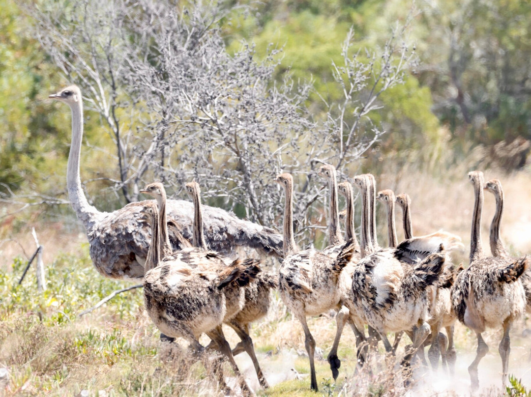 West Coast Private Game Reserve-Yzerfontein必去景点
