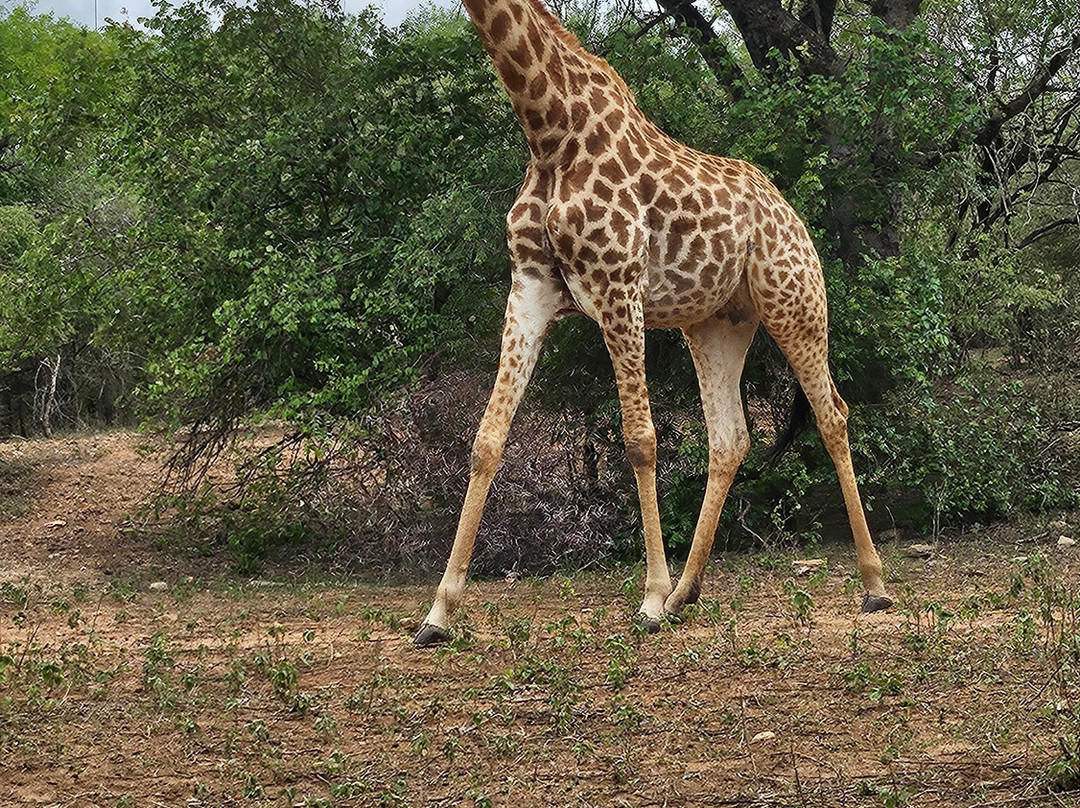 Marloth Park Adventures-玛洛斯帕克必去景点