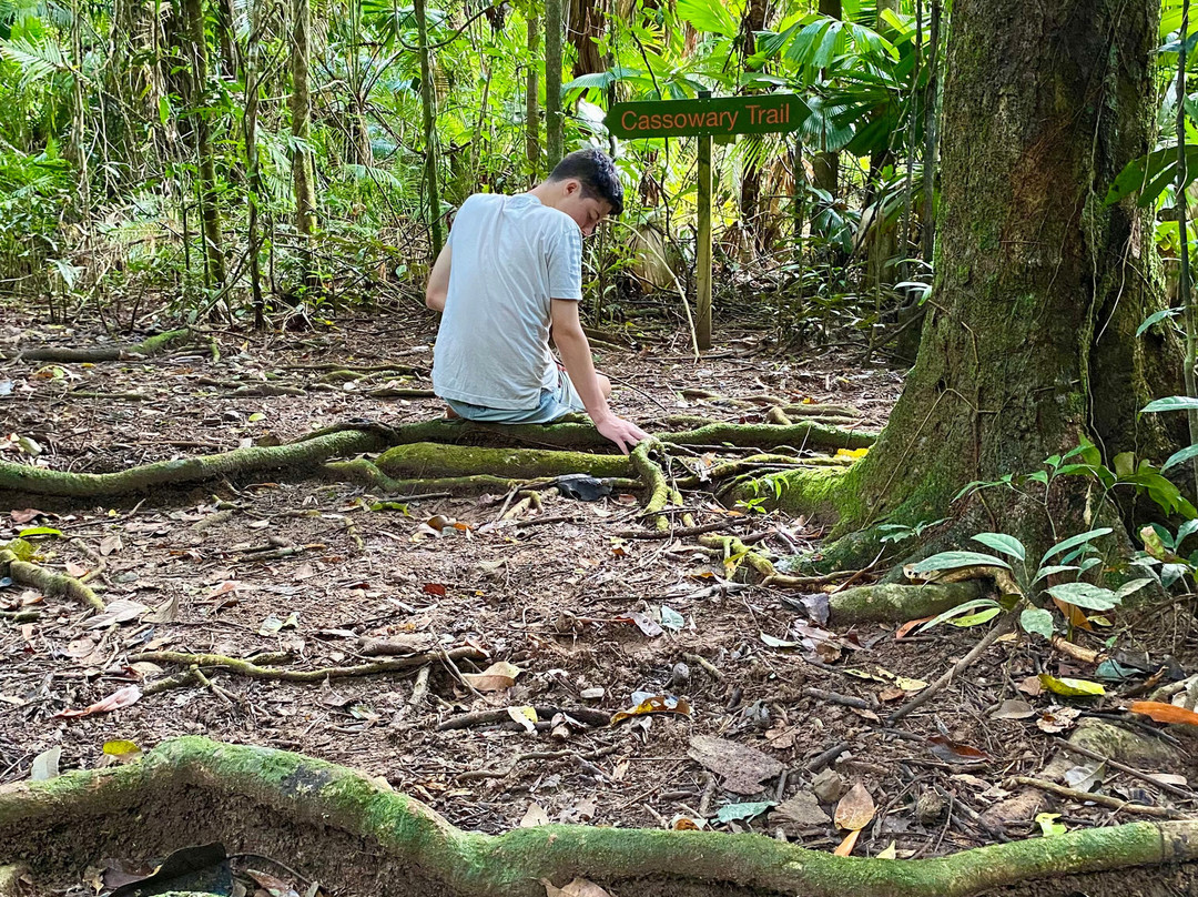 Daintree Siesta主图