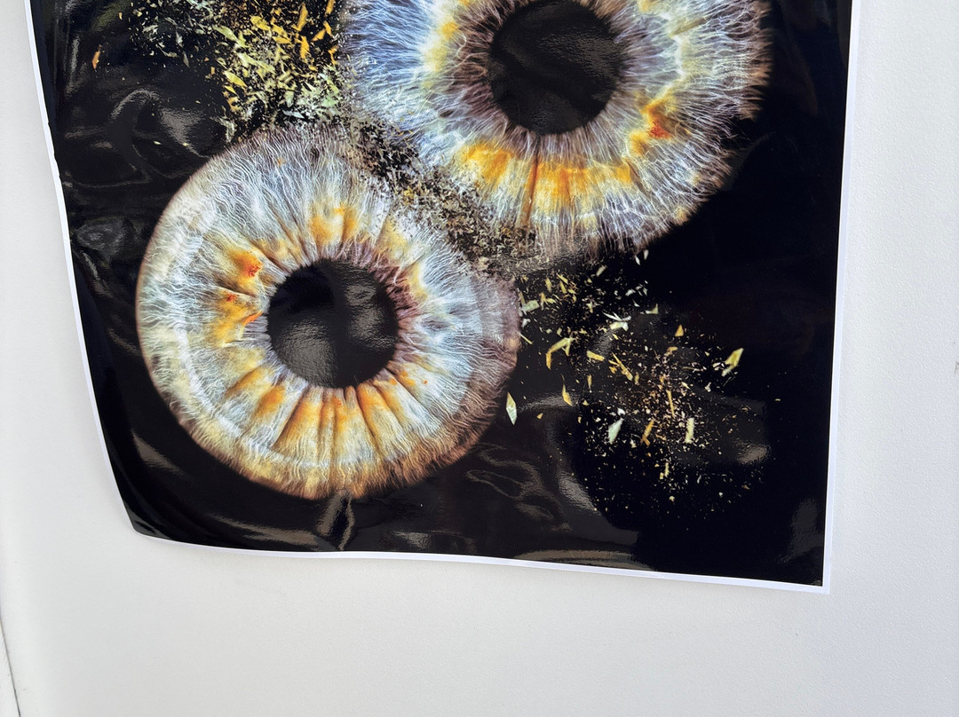 Artful Eye Creations-圣彼德斯堡必去景点