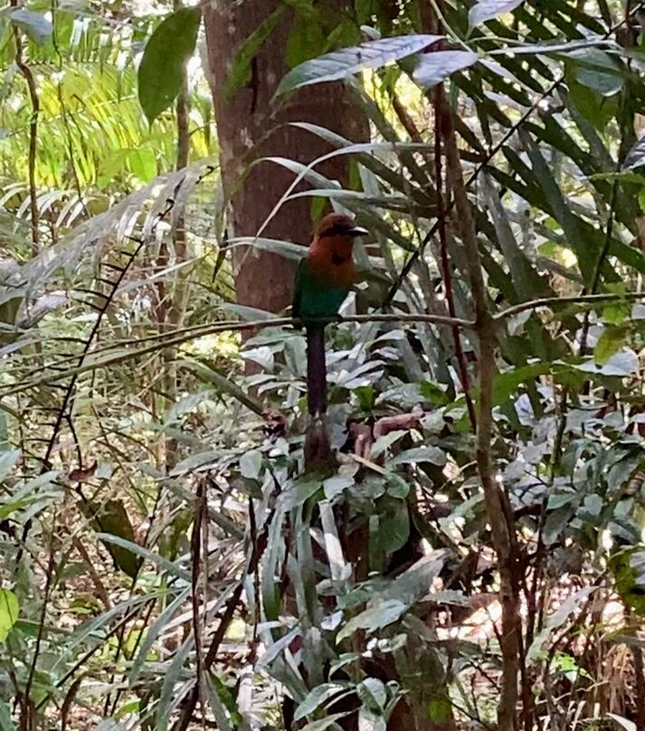 Panama Rainforest Discovery Center景点图片