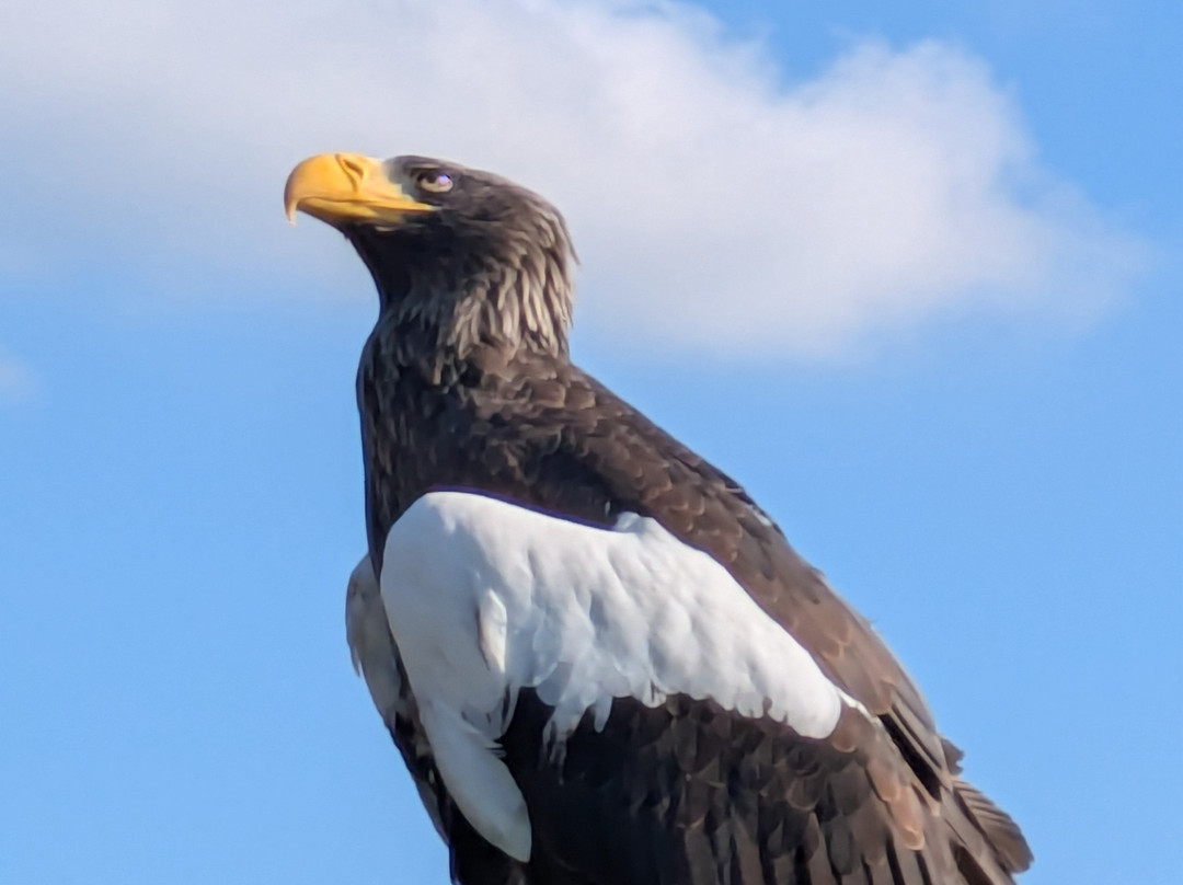 Eagle Heights Wildlife Foundation景点图片
