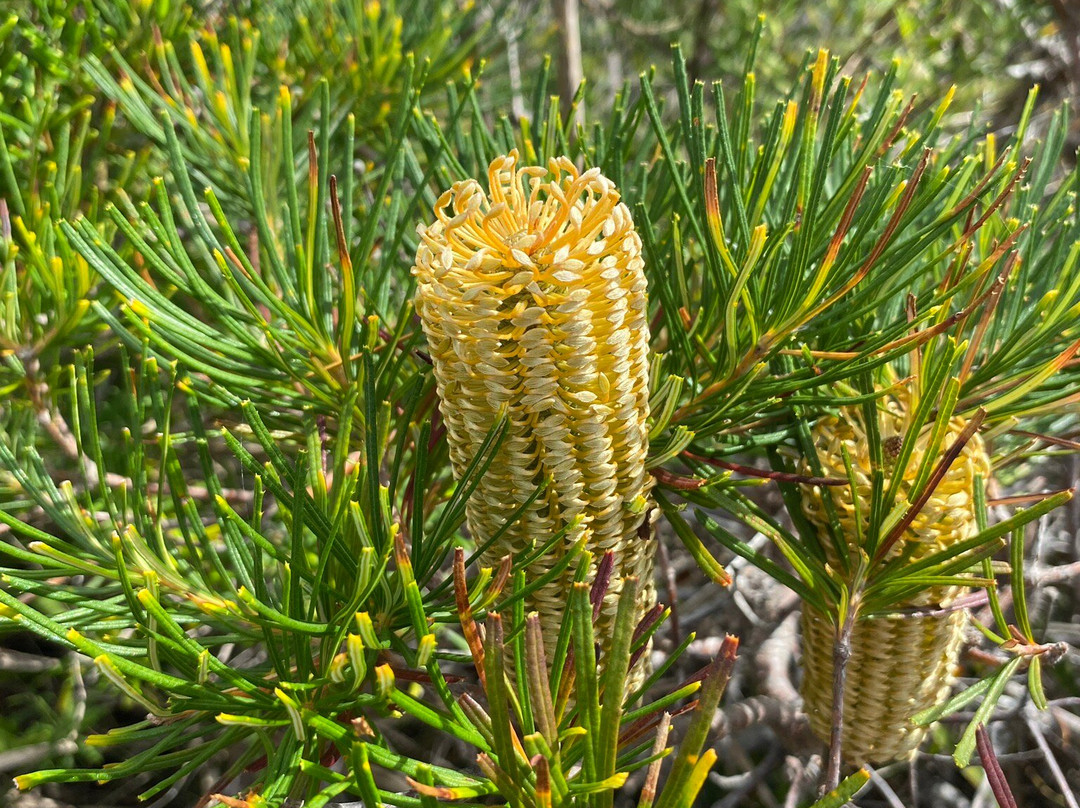South Pacific Heathland Reserve景点图片