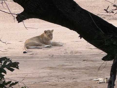 Mthunzi Safari And Transfers-雾观必去景点