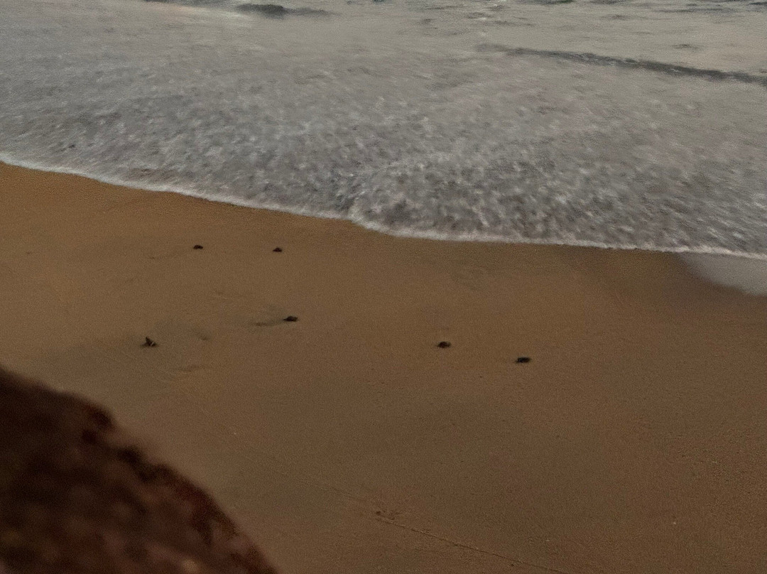 El Tortugario-Cuyutlan必去景点