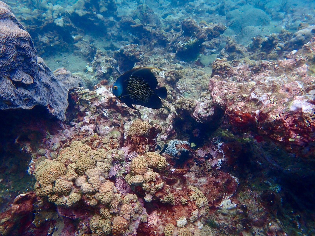 Snorkel Tobago-克朗波因特必去景点