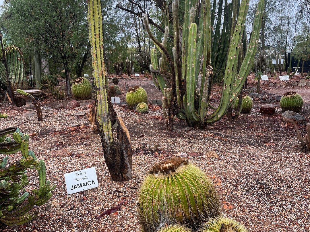 Bevans Black Opal & Cactus Nursery-Lightning Ridge必去景点
