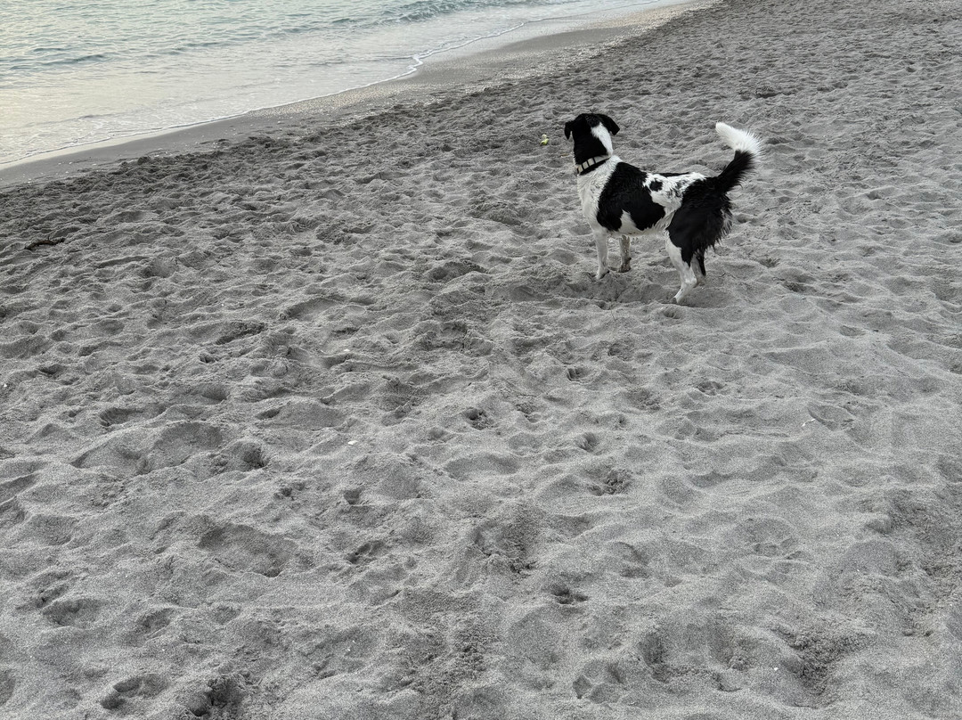 Brohard Paw Park-威尼斯必去景点