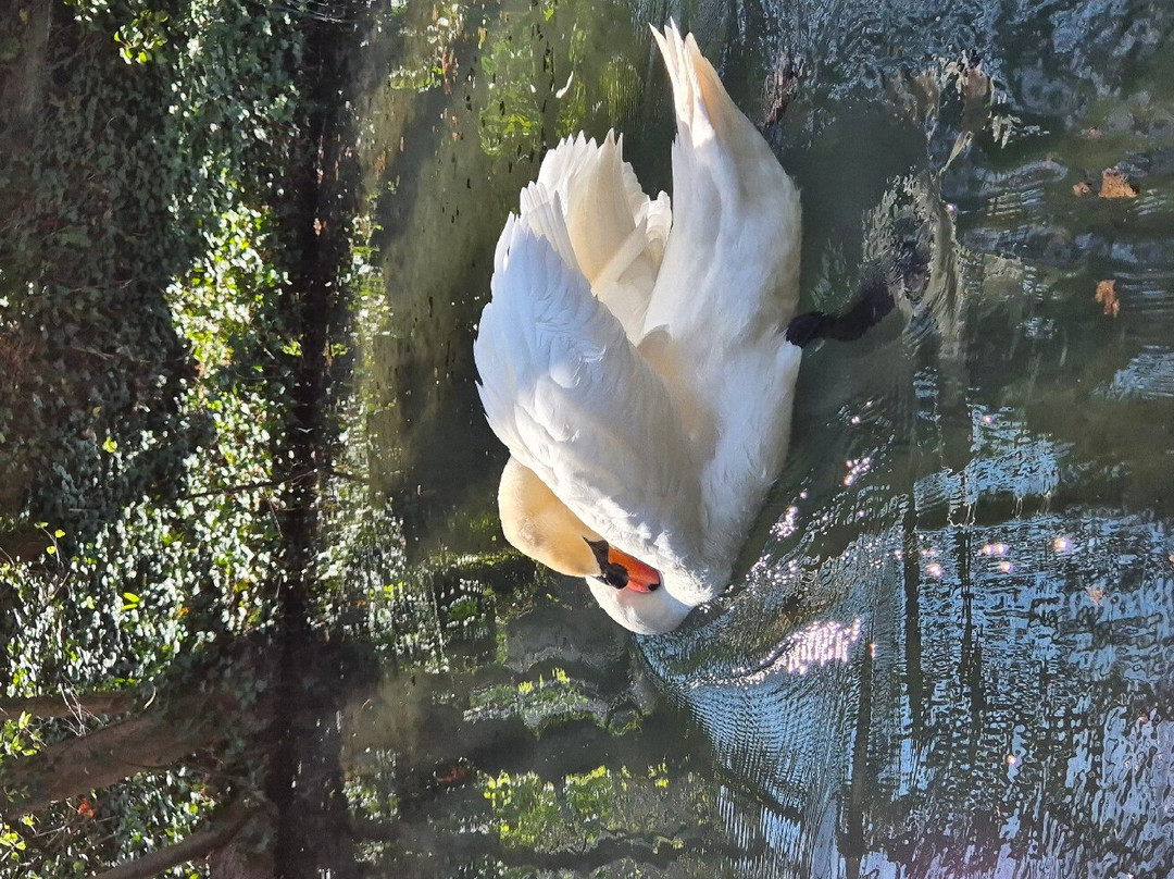 Barque Colmar "au fil de l’eau" - Sweet Narcisse-科尔马必去景点