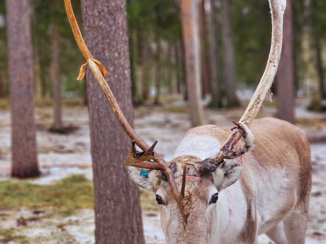 Tatuka Reindeerfarm-Ylitornio必去景点