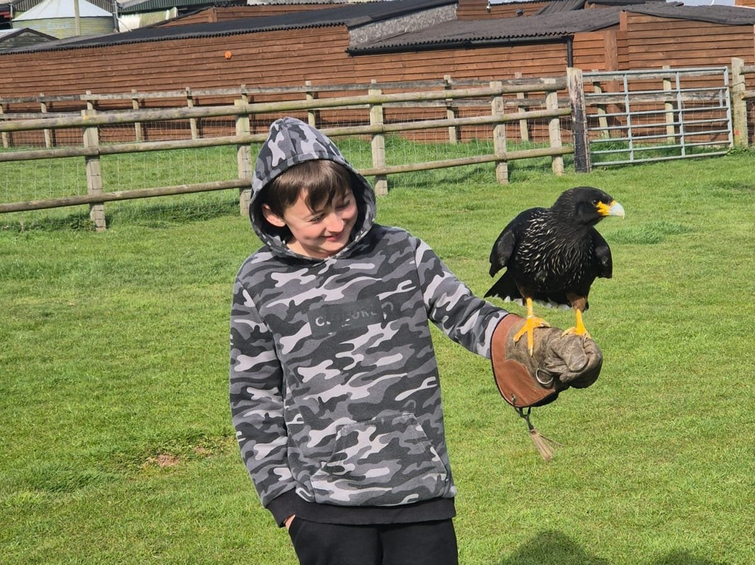 Falconry Experiences-德比必去景点
