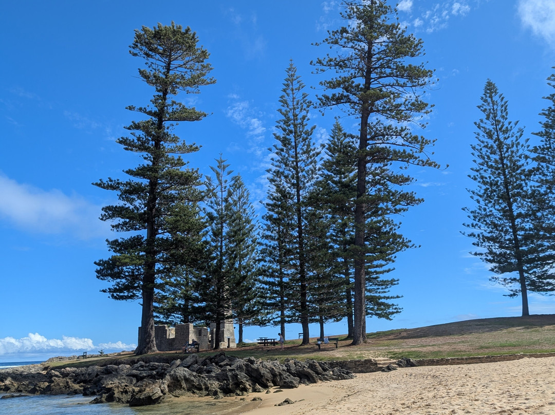 Hibiscus Regal主图