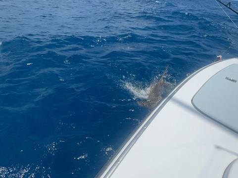 Taco's Hooked Up Sportfishing-劳德代尔堡必去景点