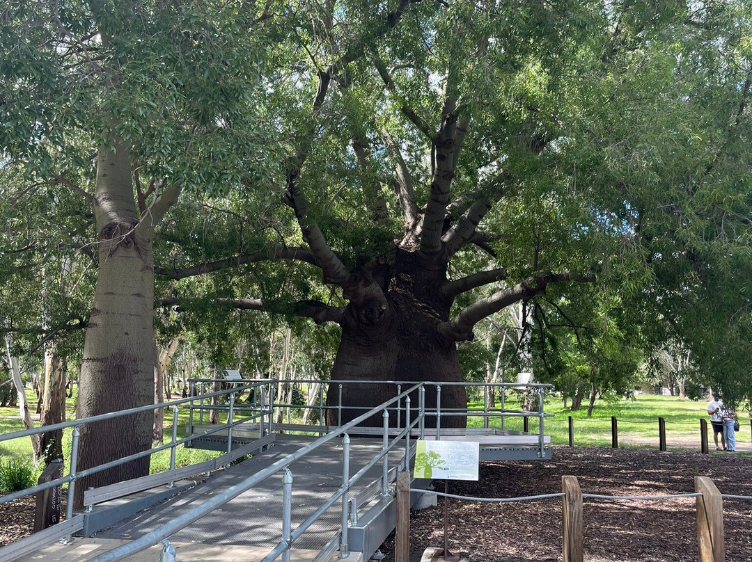 Roma's Biggest Bottle Tree-Roma必去景点