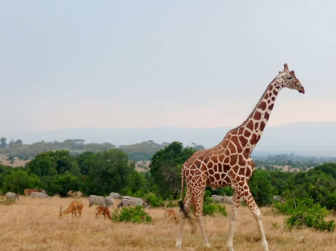 Africompass travel-内罗毕必去景点