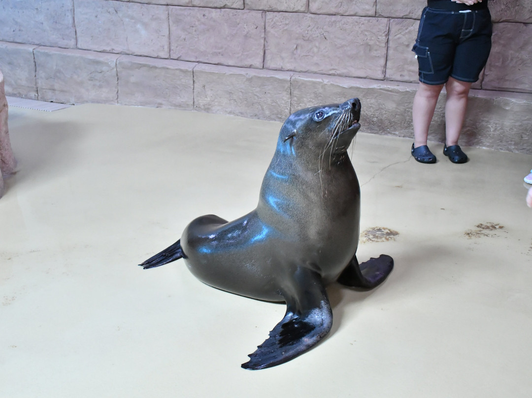 Sea Lion Point At Aquaventure World-迪拜必去景点