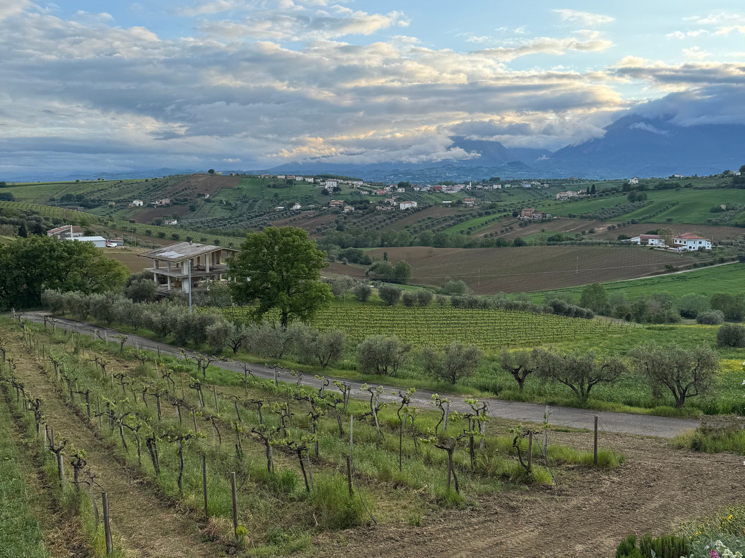 Cantina Emidio Pepe-Torano Nuovo必去景点