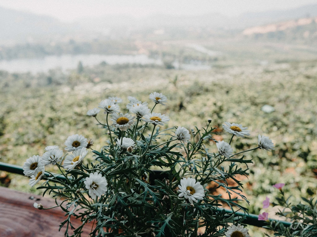 Cau Dat Tea Hill-大勒必去景点