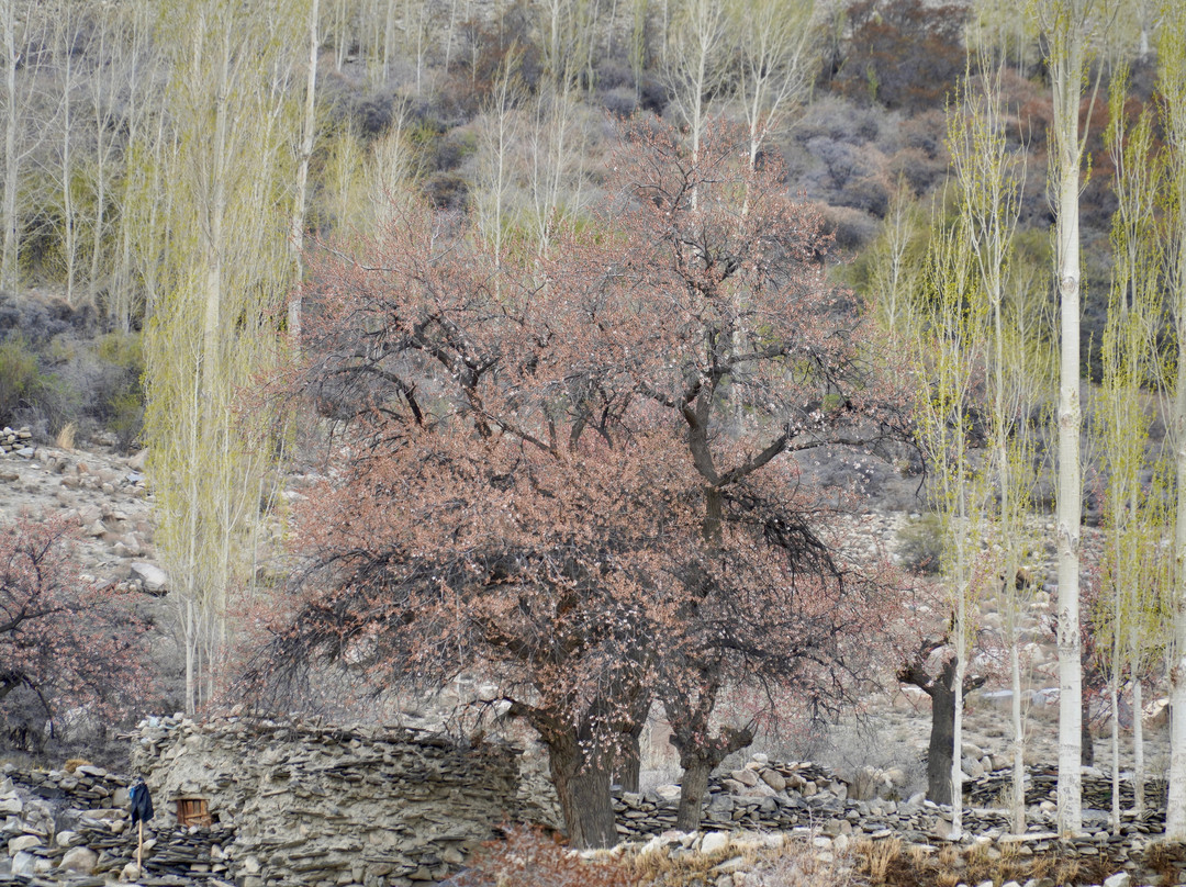 See Pakistan Tours-Naran必去景点