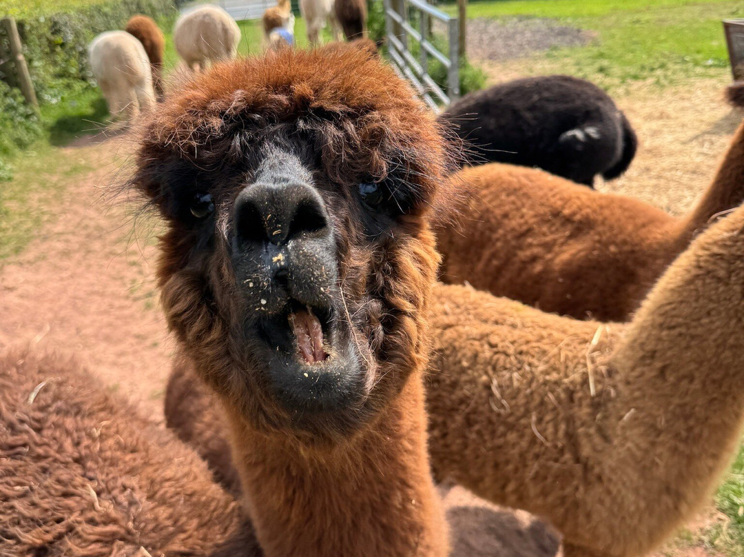 Amazing Alpacas-Earlswood必去景点