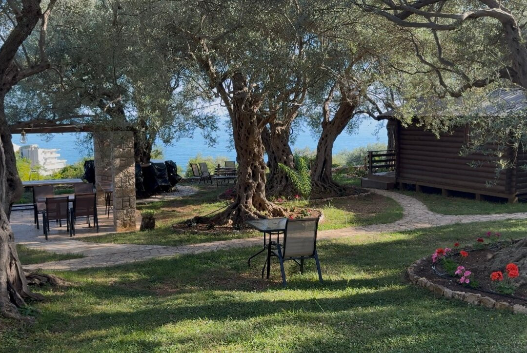 Holiday Park Olive Tree主图