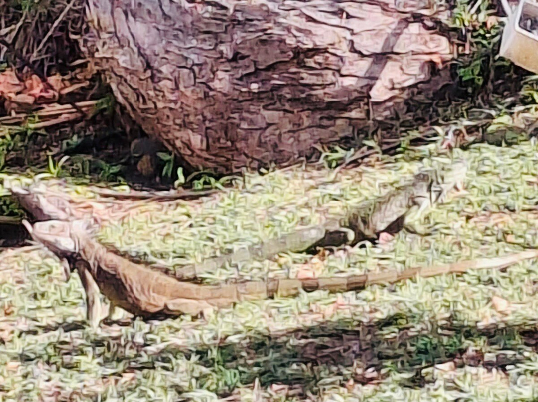 Mount Hartman Bay Estate主图