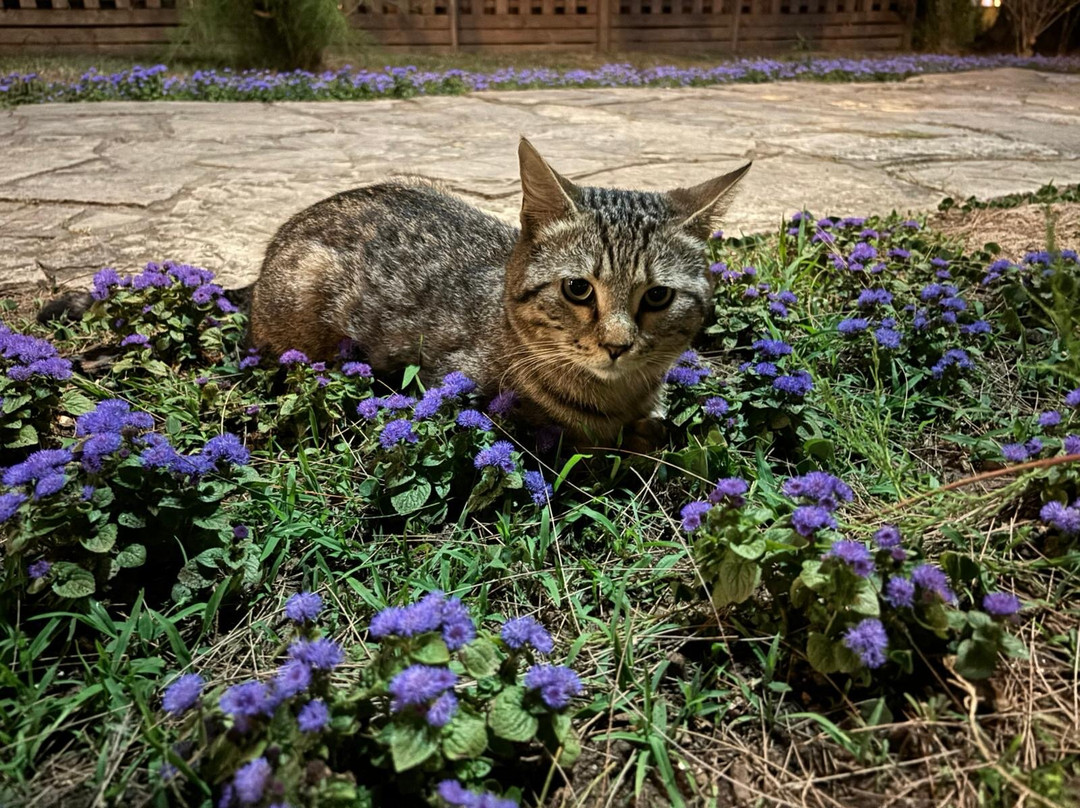 Kedi Evi-阿兰亚必去景点