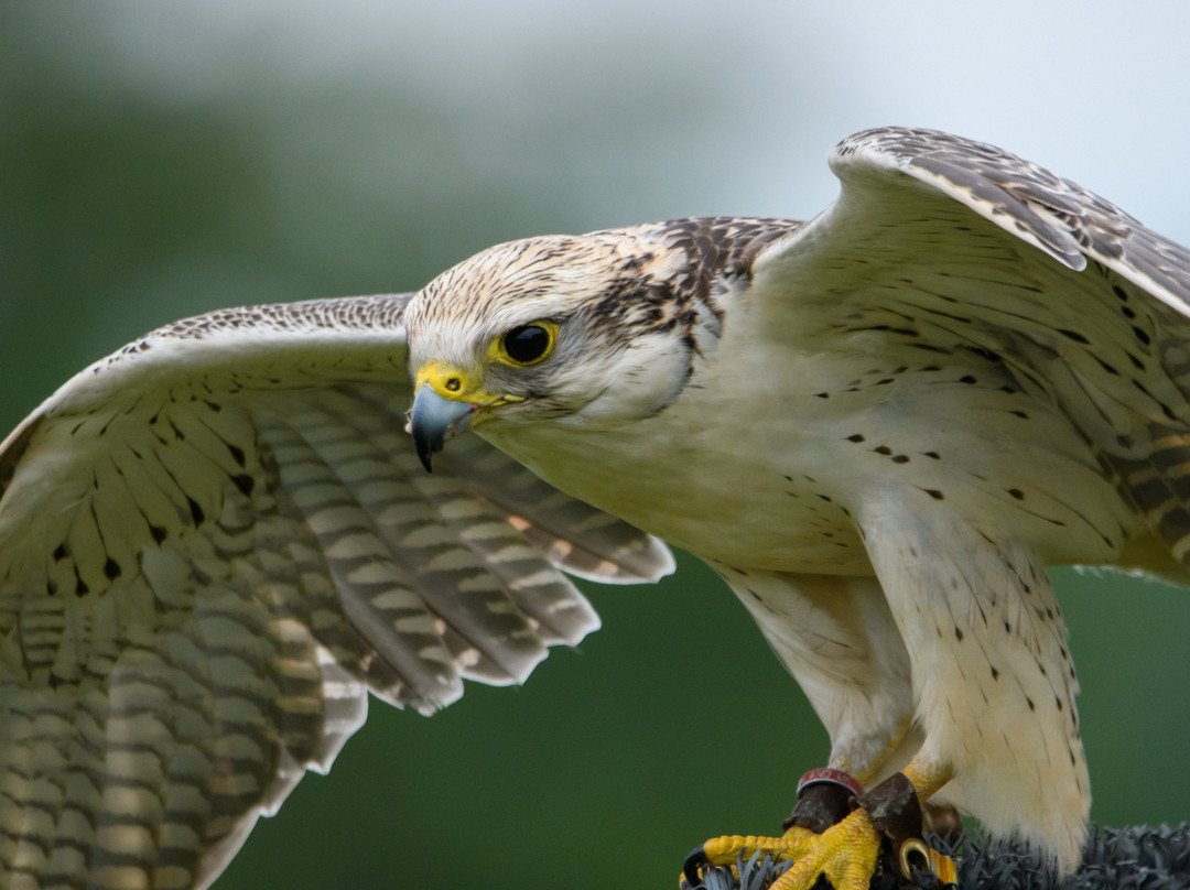Mercer Falconry Raptor Park-Farnsfield必去景点