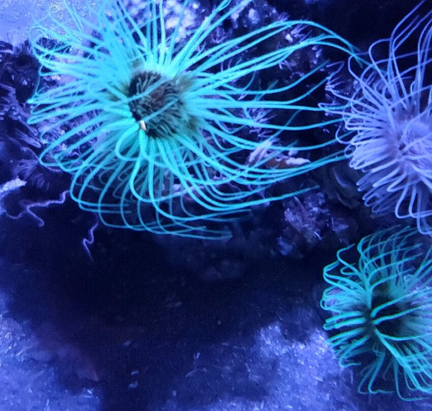 Biodiversarium-Banyuls-sur-mer必去景点