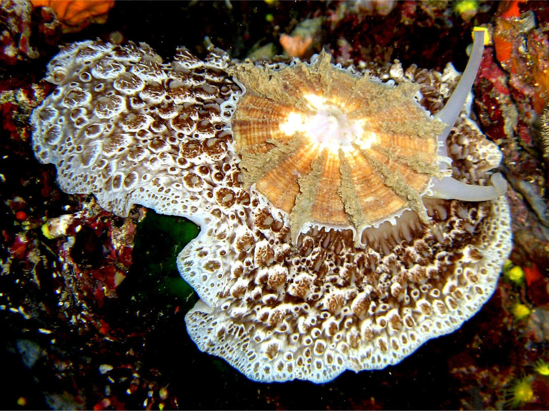 Croatia Divers Vela Luka景点图片