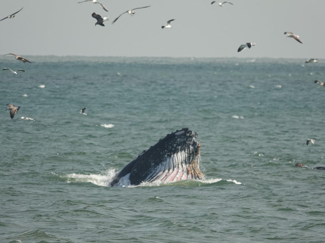 Walvis Bay Waterfront-华维斯湾必去景点