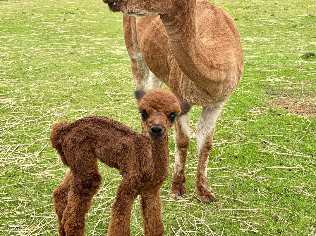 Alpacas Of Scotland Experiences Ltd景点图片