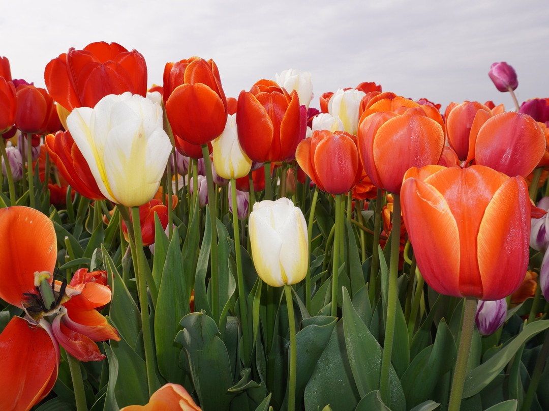 The Tulip Barn-Hillegom必去景点