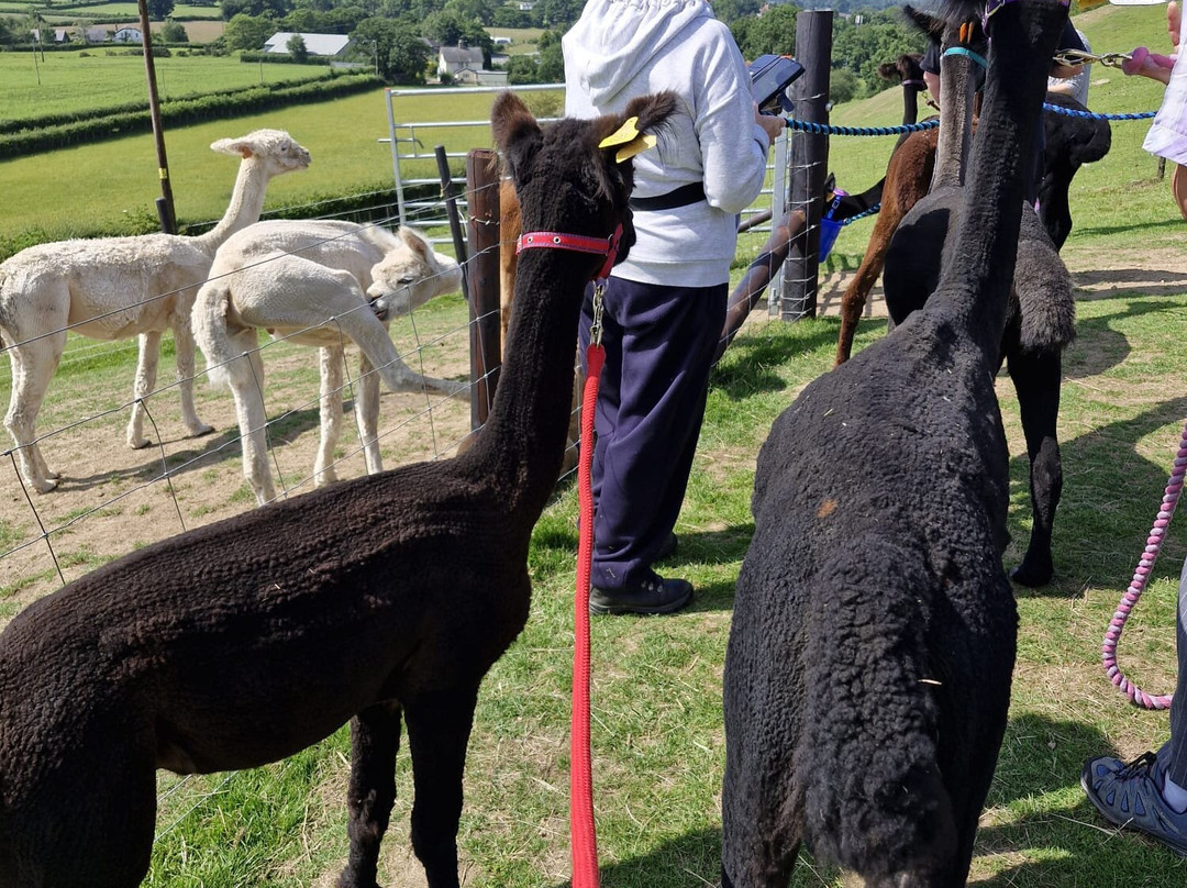 Antur Alpaca At Geufron Farm景点图片