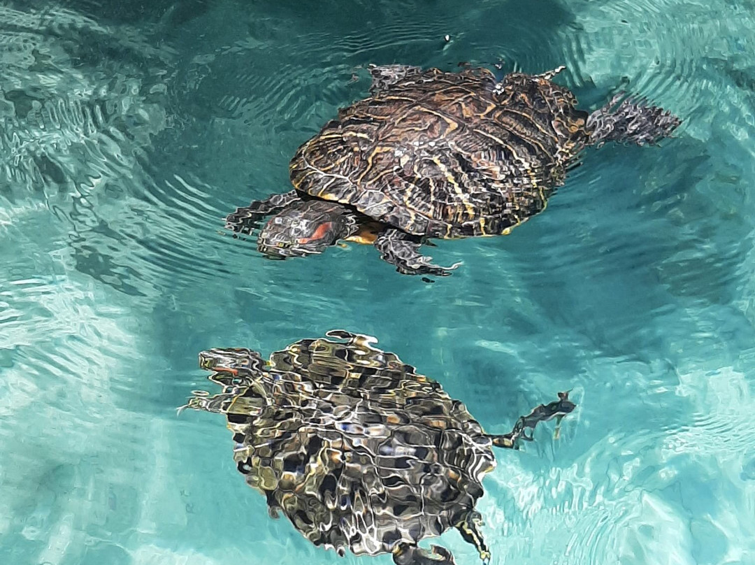 Thalia Travel-雷斯蒙必去景点