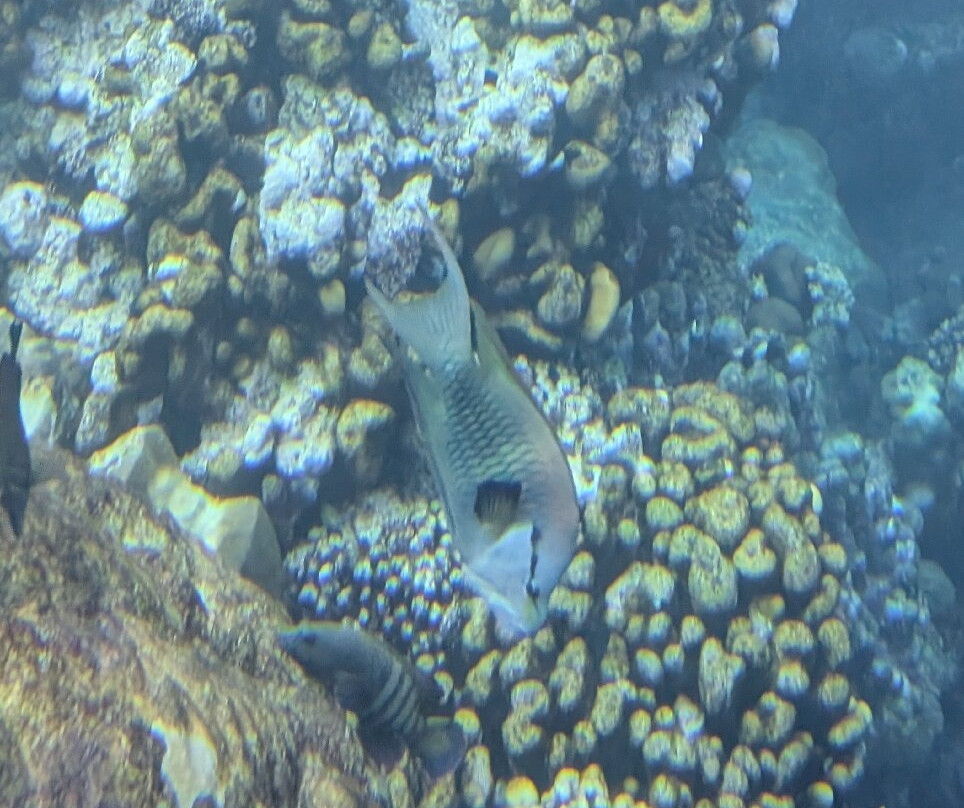 Royal Sea Scope-马萨阿拉姆必去景点