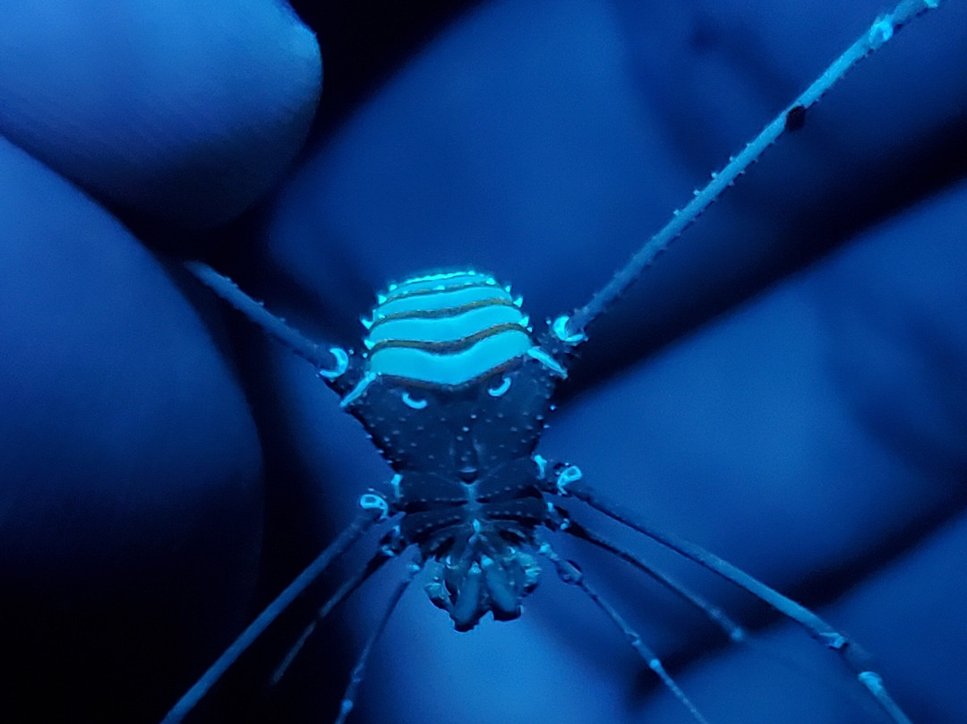 Royer Tours Mindo-明多必去景点