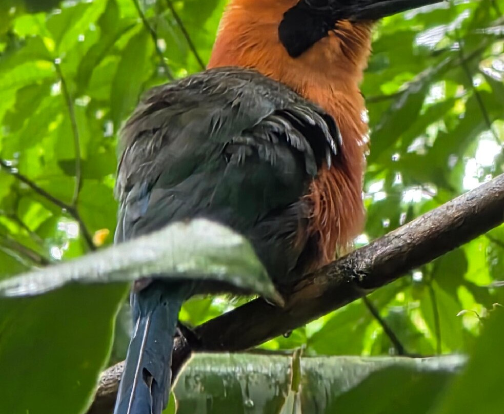 Bijagua Ranas-Bijagua de Upala必去景点