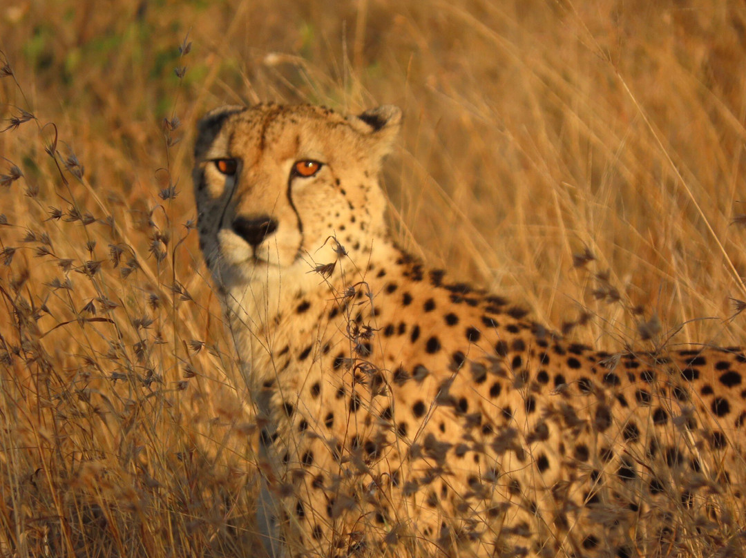 Safari With Us - Day Tours-约翰内斯堡必去景点