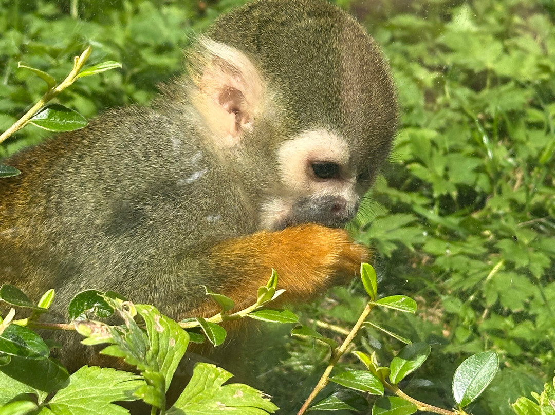 Miejski Ogrod Zoologiczny w Warszawie-华沙必去景点