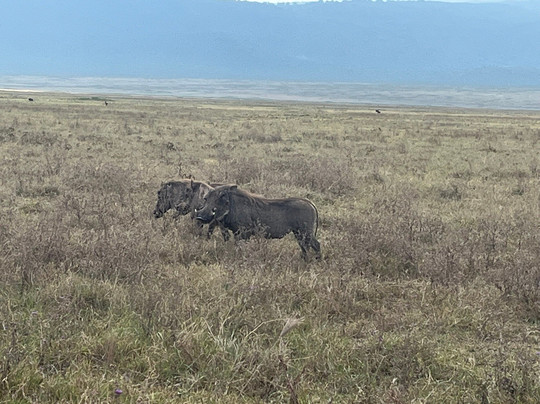 Global Experience-阿鲁沙必去景点